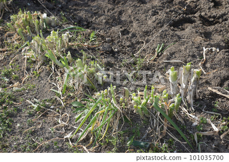 Regenerative cultivation of green onions 101035700