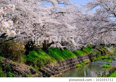 Tanba City Kuroigawa cherry bank 101035711