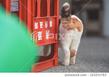 一隻尾巴可愛的貓的後視圖 一隻尾巴可愛的貓的後視圖 101035763