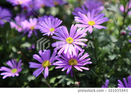 Brachycum blooming in spring flower bed Brachycum blooming in spring flower bed 101035843