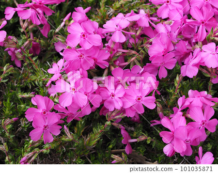 地面粉紅色 地面粉紅色 101035871