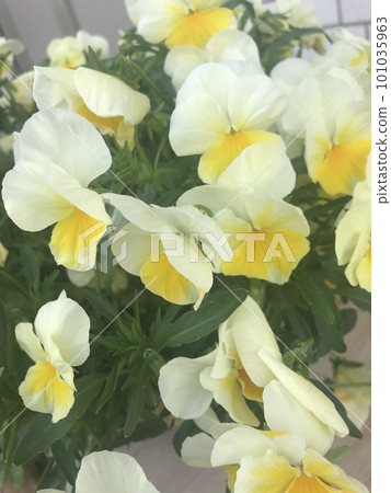 黃色三色堇 101035963