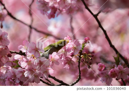 Kawazu cherry blossoms and white-eye sucking cherry honey Kawazu cherry blossoms and white-eye sucking cherry honey 101036040