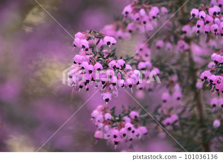 Erika Janome quietly blooming 101036136