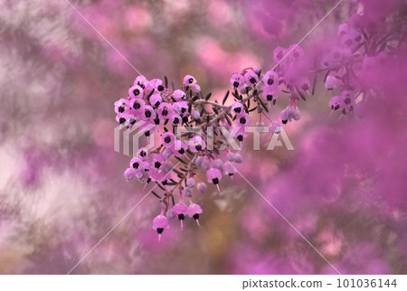 Erika Janome quietly blooming 101036144