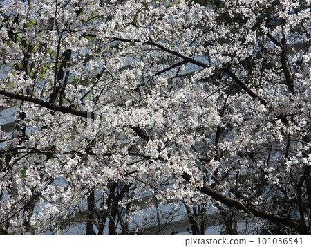 Cherry Blossoms Cherry Blossoms 101036541