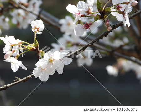 Cherry Blossoms	 101036573