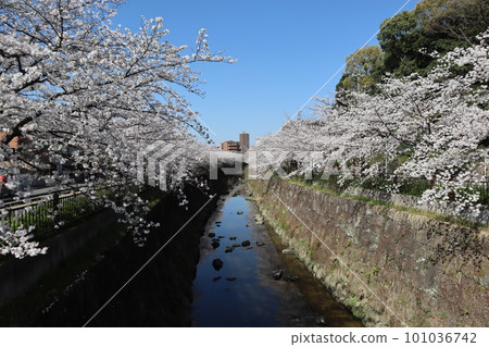 沿河盛開的櫻花 櫻花祭 賞櫻 晴天 染井吉野 沿河盛開的櫻花 櫻花祭 賞櫻 晴天 染井吉野 101036742