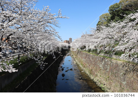 沿河盛開的櫻花 櫻花祭 賞櫻 晴天 染井吉野 沿河盛開的櫻花 櫻花祭 賞櫻 晴天 染井吉野 101036744