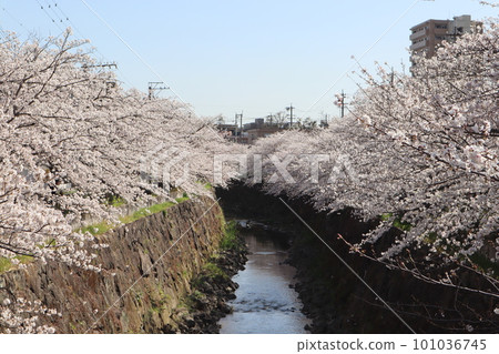 沿河盛開的櫻花 櫻花祭 賞櫻 晴天 染井吉野 沿河盛開的櫻花 櫻花祭 賞櫻 晴天 染井吉野 101036745