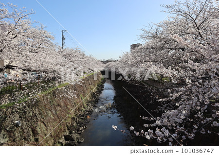 沿河盛開的櫻花 櫻花祭 賞櫻 晴天 染井吉野 沿河盛開的櫻花 櫻花祭 賞櫻 晴天 染井吉野 101036747