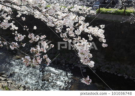 沿河盛開的櫻花 櫻花祭 賞櫻 晴天 染井吉野 沿河盛開的櫻花 櫻花祭 賞櫻 晴天 染井吉野 101036748