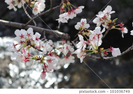 沿河盛開的櫻花 櫻花祭 賞櫻 晴天 染井吉野 101036749