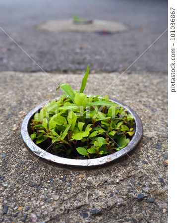 生長在混凝土之間的植物 101036867