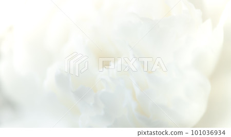 White Flower Background,  White Floral Wedding Background, Flower Macro Closeup, Sympathy Card 101036934
