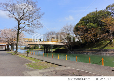 櫻花季瀨田唐橋周邊的風景 櫻花季瀨田唐橋周邊的風景 101036972