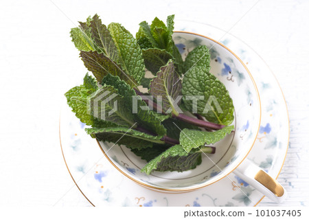 spearmint in a teacup spearmint in a teacup 101037405