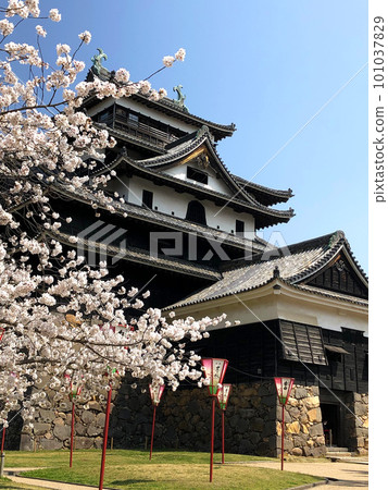 Cherry blossoms in full bloom and the castle tower of Matsue Castle, a national treasure Cherry blossoms in full bloom and the castle tower of Matsue Castle, a national treasure 101037829