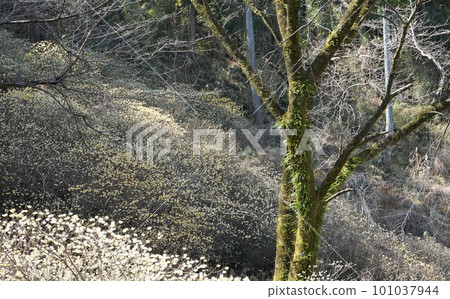 Mitsumata flowers growing in colonies in Nanasawa Forest Park 101037944