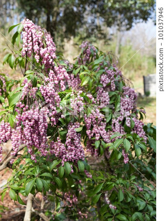 Asebi flowers blooming in pink 101037946
