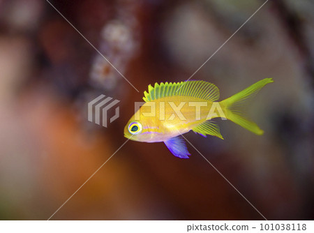Juvenile fish (yellow) of Violets 101038118