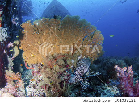 Sea fan and red lionfish.4 Sea fan and red lionfish.4 101038121