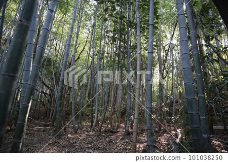 竹筍竹筍竹筍竹筍初夏時令特產竹林 101038250