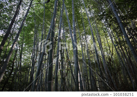 竹筍竹筍竹筍竹筍初夏時令特產竹林 101038251