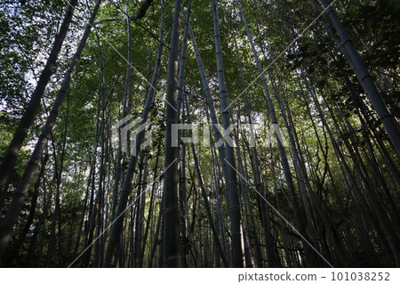 竹筍竹筍竹筍竹筍初夏時令特產竹林 101038252