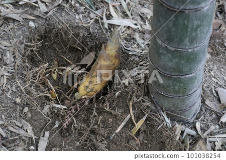 竹筍竹筍竹筍竹筍初夏時令特產竹林 101038254