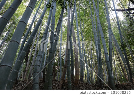 Bamboo shoots, bamboo shoots, bamboo shoots, bamboo shoots, bamboo shoots, early summer, seasonal products, bamboo grove 101038255
