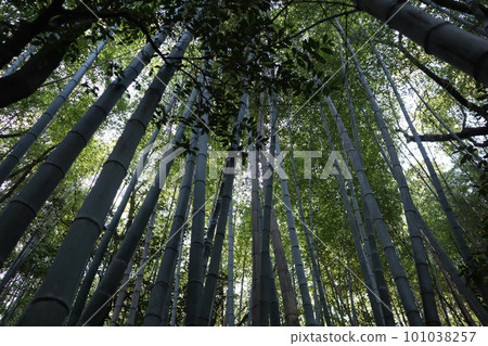 竹筍竹筍竹筍竹筍初夏時令特產竹林 101038257