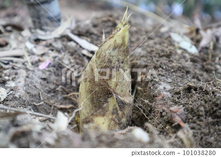 竹筍竹筍竹筍竹筍初夏時令特產竹林 101038280