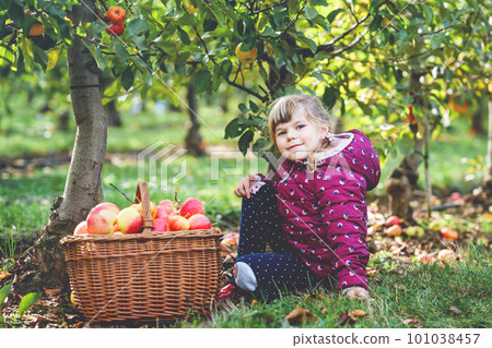 Little preschool girl in colorful clothes with basket of red apples in organic orchard. Happy toddler child picking healthy fruits from trees and having fun. Little helper and farmer. Harvest time. 101038457