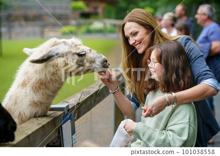 School european girl and woman feeding fluffy furry alpacas lama. Happy excited child and mother feeds guanaco in a wildlife park. Family leisure and activity for vacations or weekend 101038558