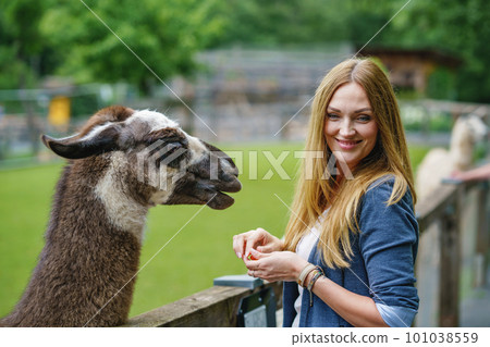 Young european woman feeding fluffy furry alpacas lama. Happy excited adult feeds guanaco in a wildlife park. Family leisure and activity for vacations or weekend 101038559