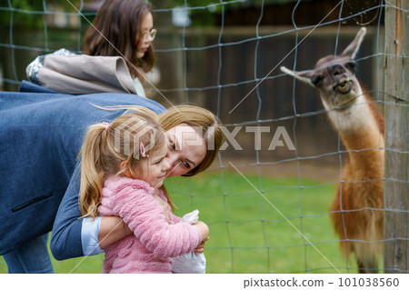 Two little girls and woman feeding fluffy furry alpacas lama. Happy excited children and mother feeds guanaco in a wildlife park. Family leisure and activity for vacations or weekend 101038560