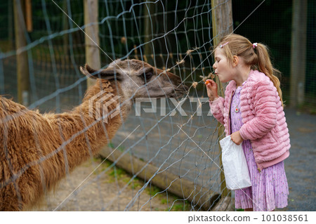 Blond preschool european girl feeding fluffy furry alpacas lama. Happy excited child feeds guanaco in a wildlife park. Family leisure and activity for vacations or weekend 101038561
