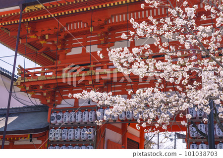八坂神社南塔門和盛開的櫻花 101038703