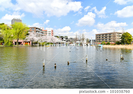 石神井公園（東京都練馬區）[2023 年 3 月] 101038760