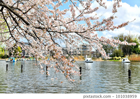 石神井公園（東京都練馬區）[2023 年 3 月] 101038959
