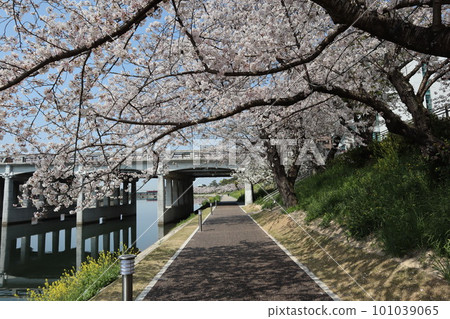 岡崎市, 岡崎公園, 岡崎城, 櫻花, 櫻花節, 德川家康, 鬆平元泰, Dosuru Ieyasu, 松本潤, NHK大河劇 101039065