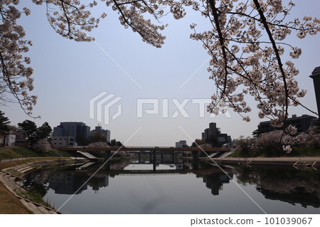 岡崎市, 岡崎公園, 岡崎城, 櫻花, 櫻花節, 德川家康, 鬆平元泰, Dosuru Ieyasu, 松本潤, NHK大河劇 101039067