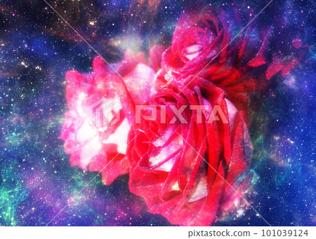 Rose flower and starry space 101039124