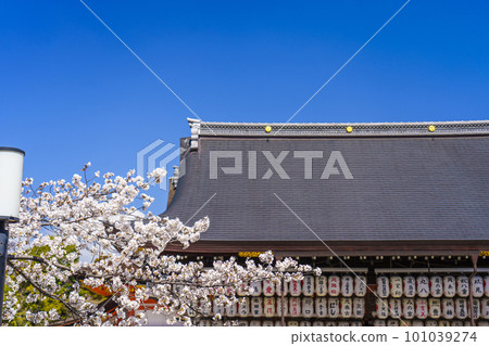 Cherry blossoms in full bloom against the spring blue sky (Maiden, Yasaka Shrine, Kyoto) Cherry blossoms in full bloom against the spring blue sky (Maiden, Yasaka Shrine, Kyoto) 101039274
