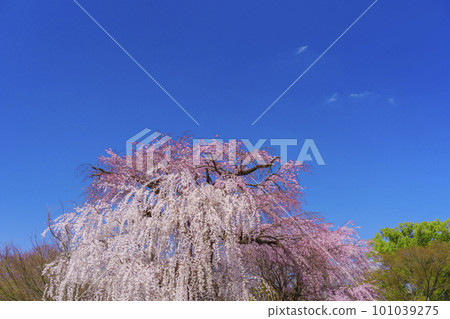 Maruyama Park, Kyoto: Gion weeping cherry blossoms in full bloom against the blue sky 101039275