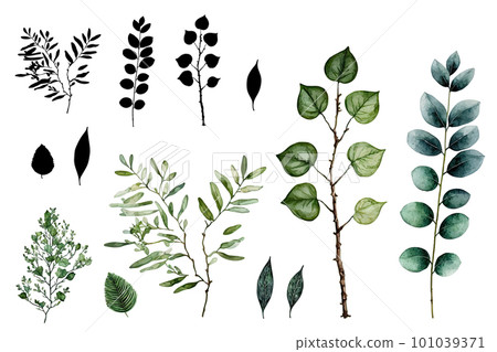 Watercolor Green Leaves and Twigs, Watercolour Eucalyptus Branches, Aquarel Greenery Isolated on White Watercolor Green Leaves and Twigs, Watercolour Eucalyptus Branches, Aquarel Greenery Isolated on White 101039371