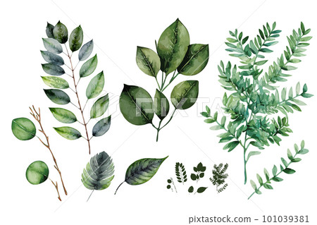 Watercolor Green Leaves and Twigs, Watercolour Eucalyptus Branches, Aquarel Greenery Isolated on White Watercolor Green Leaves and Twigs, Watercolour Eucalyptus Branches, Aquarel Greenery Isolated on White 101039381