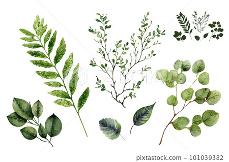 Watercolor Green Leaves and Twigs, Watercolour Eucalyptus Branches, Aquarel Greenery Isolated on White 101039382