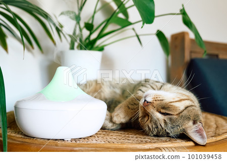 Tabby cat sleeping near home air humidifier or essential oil diffuser cleaning air and vaporizing steam up into the air. Ultrasonic technology. Taking care of health of children, plants and pets. Tabby cat sleeping near home air humidifier or essential oil diffuser cleaning air and vaporizing steam up into the air. Ultrasonic technology. Taking care of health of children, plants and pets. 101039458